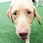 Photos by Laura Guido/Whidbey News-Times                                Dogs will be dogs at this doggy daycare.