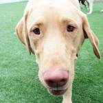 Furry friends attend doggy daycare