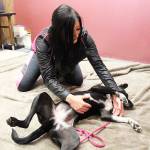 <em>Kori Hall, a certified dog behavioral trainer, engages in touch therapy with Aurora, a rescue mutt that suffers from anxiety. Hall works with dogs that need it at her doggy daycare facility, Koris Muttley Crew.</em>