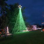 Photos by Maria Matson / Whidbey News Group.                                 The iconic tree of Coupeville was lit Saturday for the first time this year.