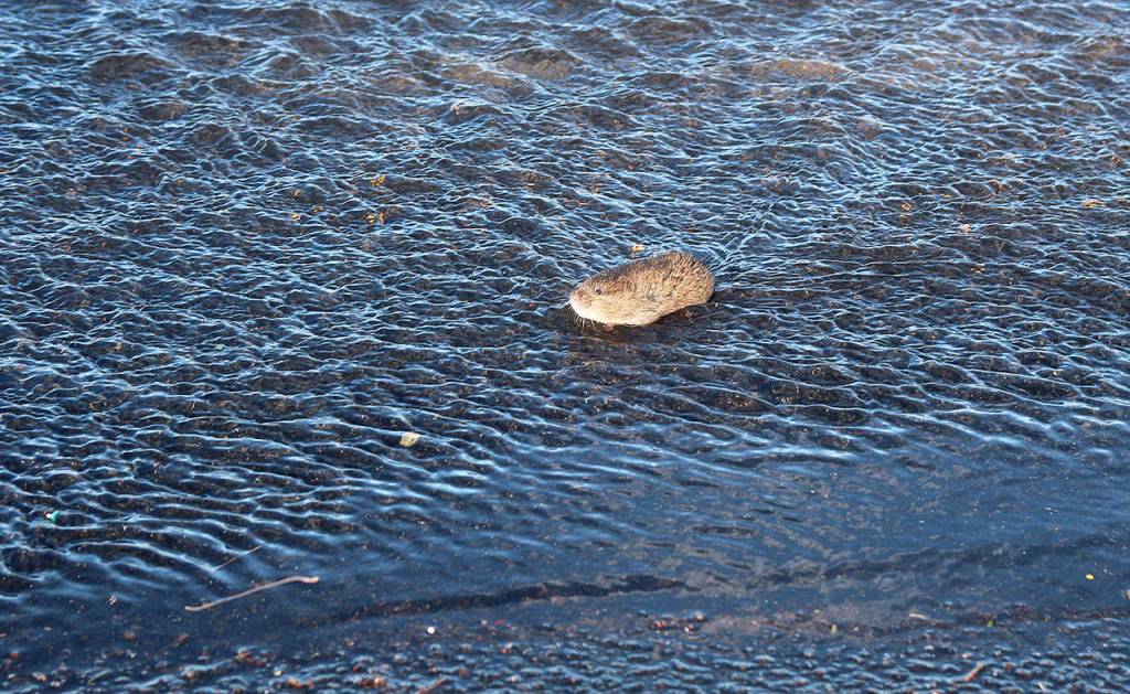 A rodent, flushed out by flooding near Keystone Avenue, swims across the road after getting swept away. Photo by Laura Guido/Whidbey News-Times