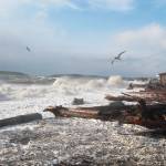 Photo by Laura Guido/Whidbey News-Times.