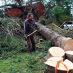 Photo by Patricia Guthrie/Whidbey News Group.                                Daniel Brooks creates firewood from on one of three massive trees uprooted in the Baby Island Heights during the recent windstorm.