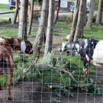 Storm clean up continues