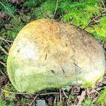 Photo submitted.                                Mushroom hunters found a partial skull in a woods on the north end of Whidbey Island on New Years Eve.