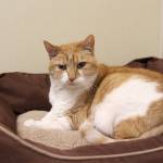A cat named Bridget has been at the WAIF shelter for four years and need a home.