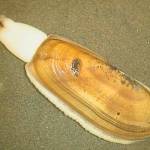 Siliqua patula, a clam native to the Northwest, could become a very special mollusk in Washington. Photo courtesy of Wikipedia Commons.