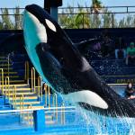 Lolita performs twice a day at Miami Seaquarium. Whale activists say visitation is decreasing because of the publics change in attitude regarding animals forced to live in captivity as entertainers. (Photo by Howard Garrett, Orca Network)