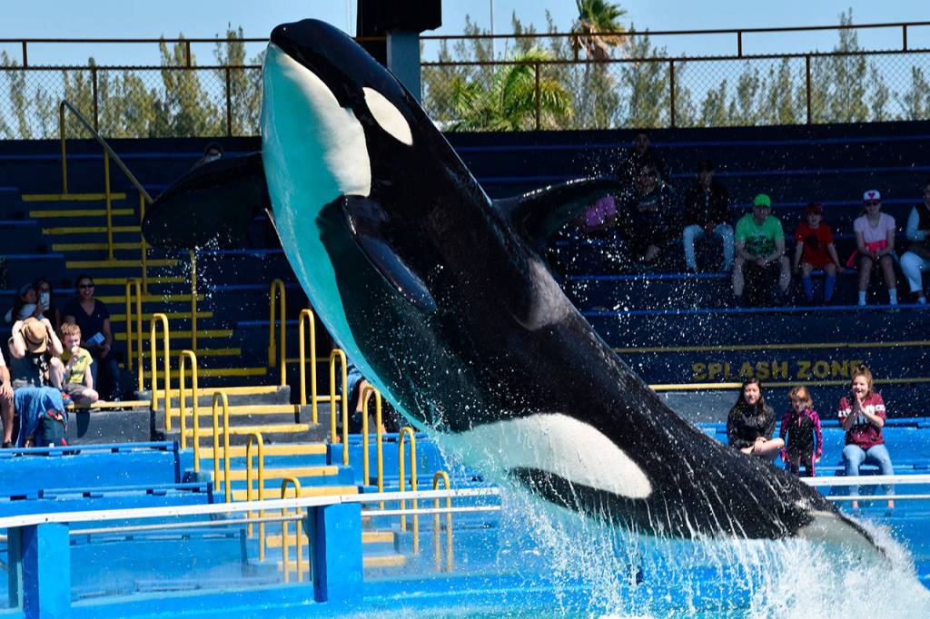 Lolita performs twice a day at Miami Seaquarium. Whale activists say visitation is decreasing because of the publics change in attitude regarding animals forced to live in captivity as entertainers. (Photo by Howard Garrett, Orca Network)