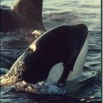 Lolita, also known as Tokitae, shown during her Penn Cove capture.