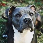 Even though two-year-old Maggie is a beloved pet, she is subjected to breed-based discrimination in municipalities that ban pit bulls. Proposed legislation would make allowances for well-behaved canines regardless of pedigree. Photo by Tessa Kriechbaumer
