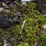 A hypodermic needle was found discarded near an Oak Harbor homeless camp.