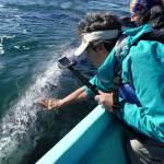 Lee Fritsch reaches out to touch a gray whale in San Ignacio Lagoon in Baja, Mexico. Called Friendlies, the curious whales are among a larger group that migrate to the southern waters from Alaska to birth in calm Pacific coast waters. (Photo by Susan Berta, Orca Network)