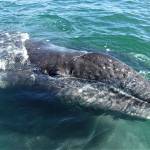 A gray whale can weigh up to 35 tons – 70,000 pounds – and grow 40-feet in length. Mother friendly whales also bring their calves up to check out the humans in boats. (Photo by Susan Berta/Orca Network)