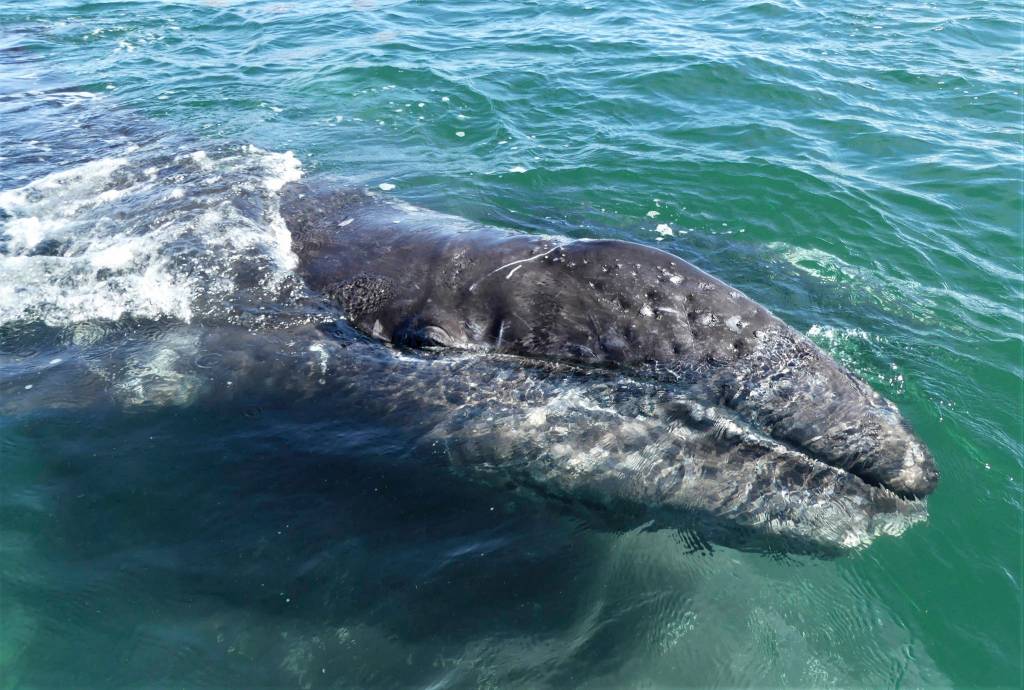 A gray whale can weigh up to 35 tons – 70,000 pounds – and grow 40-feet in length. Mother friendly whales also bring their calves up to check out the humans in boats. (Photo by Susan Berta/Orca Network)