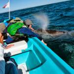 Small boats take visitors out to see and touch mammoth gray whales that migrate and birth in Bajas San Ignacio Lagoon. The tourist enterprises are tightly controlled in an ecological reserve by the Mexican government. (Photo by Susan Berta/Orca Network)