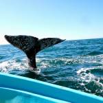 Flukes of a whale dance above the water in San Ignacio Lagoon. (Photo by Susan Berta/Orca Network)