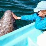 Nancy Scoles has a moment of bonding with a gray whale during Orca Networks 2018 trip to San Ignacio Lagoon in Baja, Mexico. (Photo by Susan Berta/Orca Network)