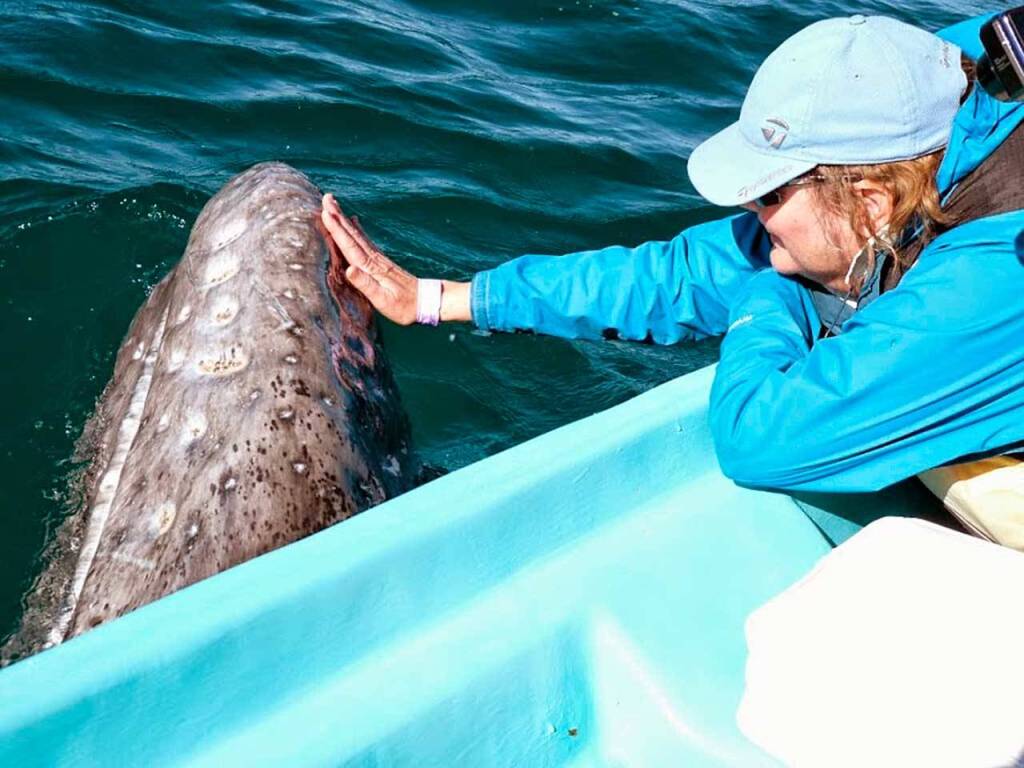 Nancy Scoles has a moment of bonding with a gray whale during Orca Networks 2018 trip to San Ignacio Lagoon in Baja, Mexico. (Photo by Susan Berta/Orca Network)