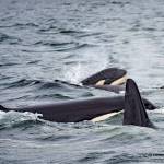Puget Sounds southern resident orcas, which use echo-location to find food, would be protected by a new speed limit for vessels approaching the endangered species. (Photo by Ken Rea, SpiritofOrca.com)