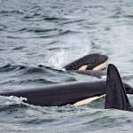 Puget Sounds southern resident orcas, which use echo-location to find food, would be protected by a new speed limit for vessels approaching the endangered species. (Photo by Ken Rea, SpiritofOrca.com)
