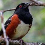 A Spotted Towhee is one of many colorful birds seen on the Johnsons new video, Birding Whidbey Island. (Photo by Craig Johnson)