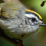 The Golden-crowned Kinglet is a tiny songbird known for its flashy lemon-yellow crest. Actually seeing it requires some patience. (Photo by Craig Johnson)