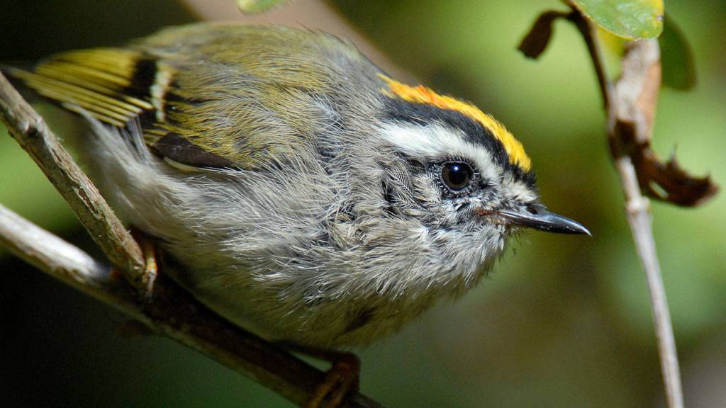 The Golden-crowned Kinglet is a tiny songbird known for its flashy lemon-yellow crest. Actually seeing it requires some patience. (Photo by Craig Johnson)