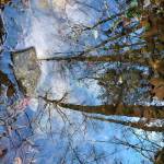 Blog: Where the Sword Ferns grow