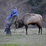 Lindsey George captured this photo of Bruiser, Whidbey Islands lone elk, with a tarp tangled in his antlers. (Photo by Lindsey George)