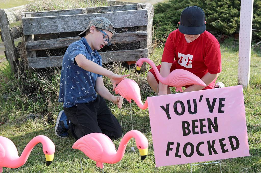 Youve been flocked, reads the sign that will be placed in yards. Here, fourth-grader Sylar Roberts (left) and third-grader Dillin Kistner work on setting the pink birds up.