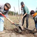 Coupeville Farm to School board member Anne Harvey, Superintendent Steve King and first grader Henry Purdue plant a tree in the Farm to School programs new orchard. Photo by Laura Guido/Whidbey News-Times