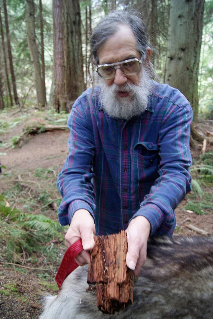 Erickson holds the remains of a dead and decaying tree. (Photo by Maria Matson / South Whidbey Record)