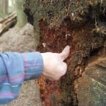 Erickson presses on the moist, nutrient rich crumbles of a dead, decaying tree. Such remains contain water and make a good place for new life to grow, he said.