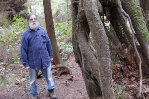 Trees are dying but don’t panic, experts say