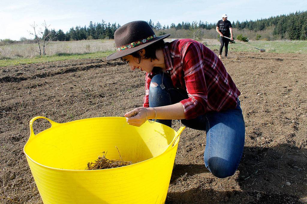 Tonneli Gruetter sifts through the soil to eliminate all traces of prairie grass. Any strands that remain will sprout and produce unwanted grass, choking out the flowers.