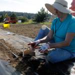 Kim Gruetter of Salty Acres explains what crops are being grown in the rows of plowed soil. A hose runs down the untarped aisle, providing water to the growing plants. (Photos by Maria Matson/Whidbey News Group)