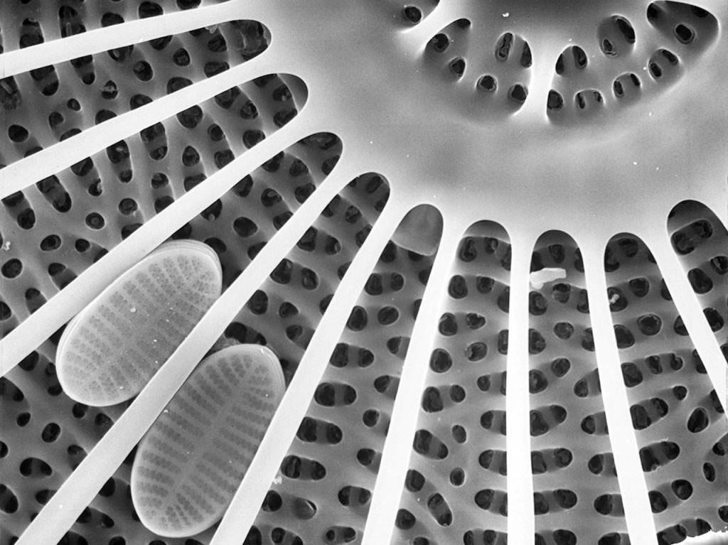 Diatoms are microscopic, single-celled aquatic plants which provide much of the worlds oxygen.