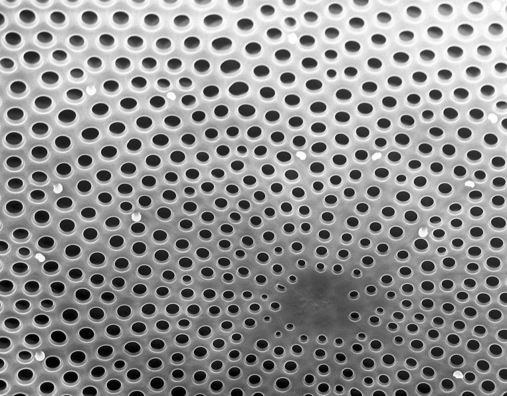 A scanning electron microscope image of single-celled aquatic plants called diatoms.