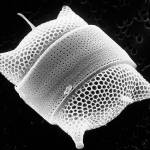 The ocean under a microscope: Carla Stehr merges art and science