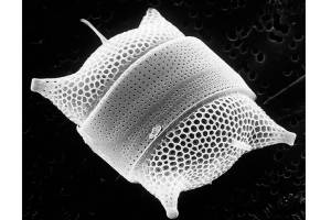 The ocean under a microscope: Carla Stehr merges art and science