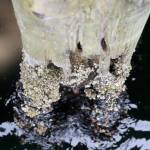 An example of some of the damage to the wharfs pilings. The rotting wood is full of holes.