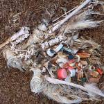 Young albatross die by the thousands at Midway Island in the Pacific after being fed plastic by their parents thats mistaken for food. Photographer and artist Chris Jordan spent eight years documenting the beauty and destruction of one of the worlds most mythical birds. (Photo provided by Chris Jordan)