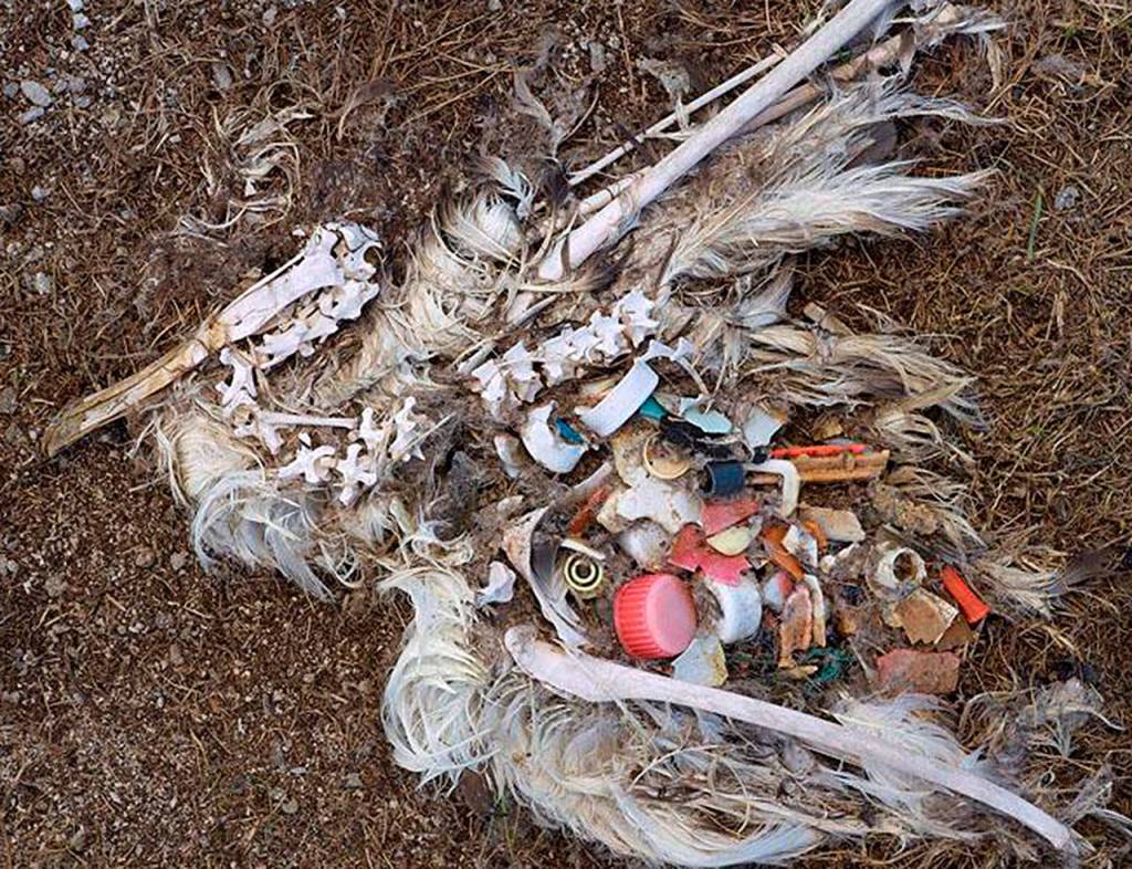 Young albatross die by the thousands at Midway Island in the Pacific after being fed plastic by their parents thats mistaken for food. Photographer and artist Chris Jordan spent eight years documenting the beauty and destruction of one of the worlds most mythical birds. (Photo provided by Chris Jordan)