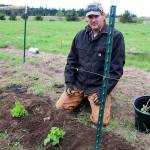 Mark Stewart plants raspberry bushes, which were donated to Boots to Roots by the nearby Salty Acres Farm.