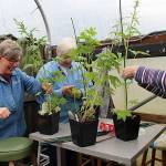 (Photo by Maria Matson/ Whidbey News Group)                                Carmen McFadyen, Linda Youngs and Susan Myers tie tall sticks to tomatoes to ensure the plants are not damaged in transport to the Coupeville Rec Hall.