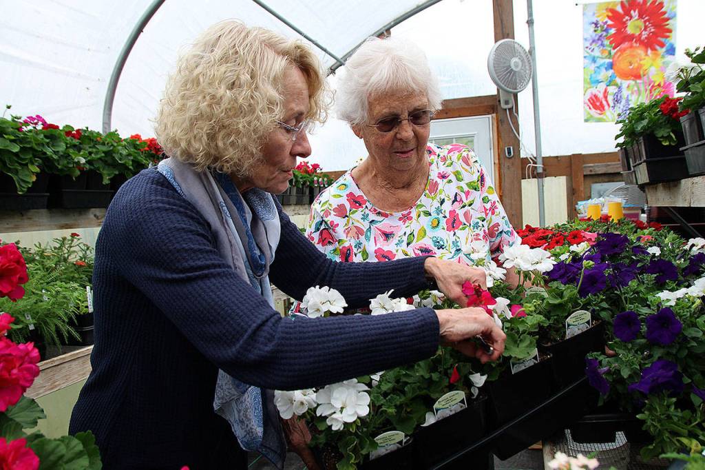 (Photo by Maria Matson/ Whidbey News Group)                                Marie Magee trims flowers, called deadheading, in order to <strong>spur</strong> new growth. Virginia Brown looks on.