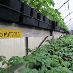 (Photo by Maria Matson/ Whidbey News Group)                                Tomatoes are one of the most popular plants at the sale.