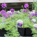 Upcoming garden events on Whidbey Island offer variety