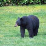 Photo provided by Glenn Hoffman                                A Coupeville resident saw a wandering American black bear in his backyard Tuesday morning near the Kettles Recreation Area. Its the first confirmed bear sighting on Whidbey Island in decades.